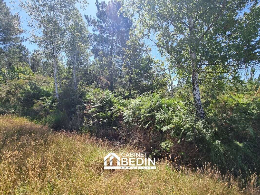 Terrain 13065 m² à Biganos  - photo 2