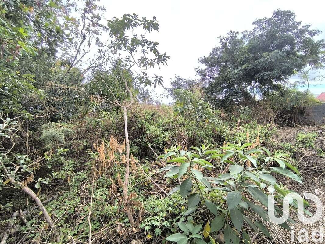 Photo 3 - Terrain à SAINT-PAUL