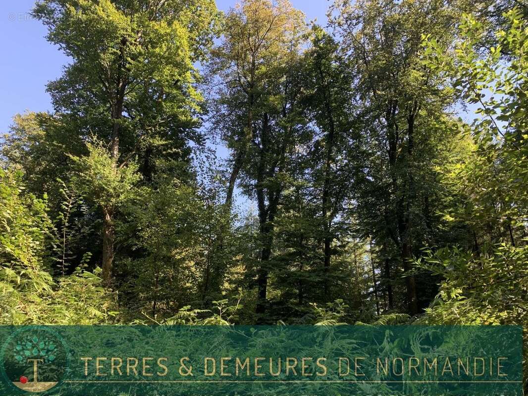 Dans le CALVADOS, secteur de VIRE (14500) A vendre bois de 3ha 69 a d'un seul tenant - photo 10