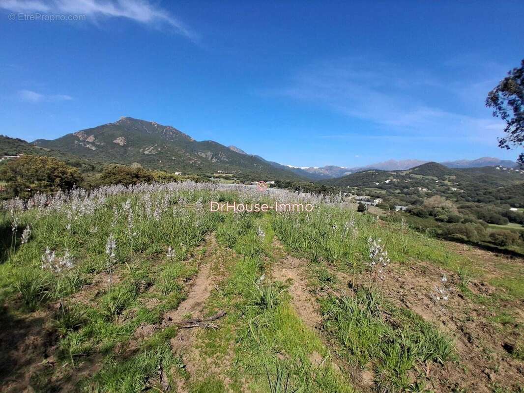Terrain à BASTELICACCIA