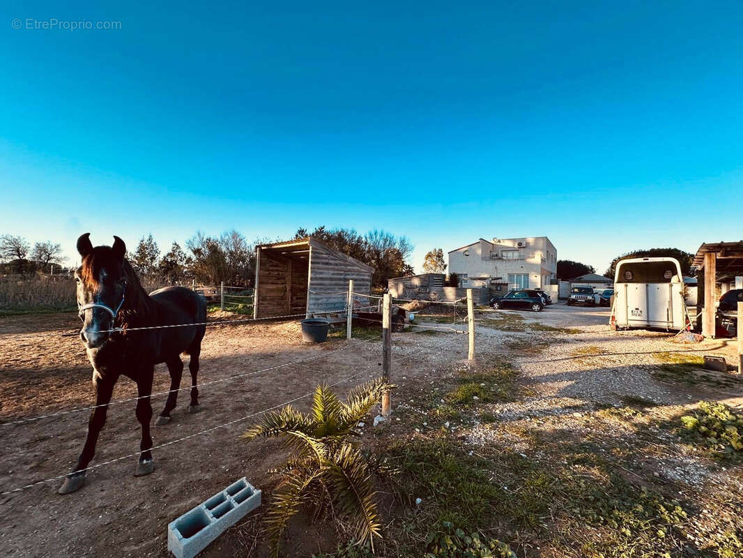 Commerce à TORREILLES