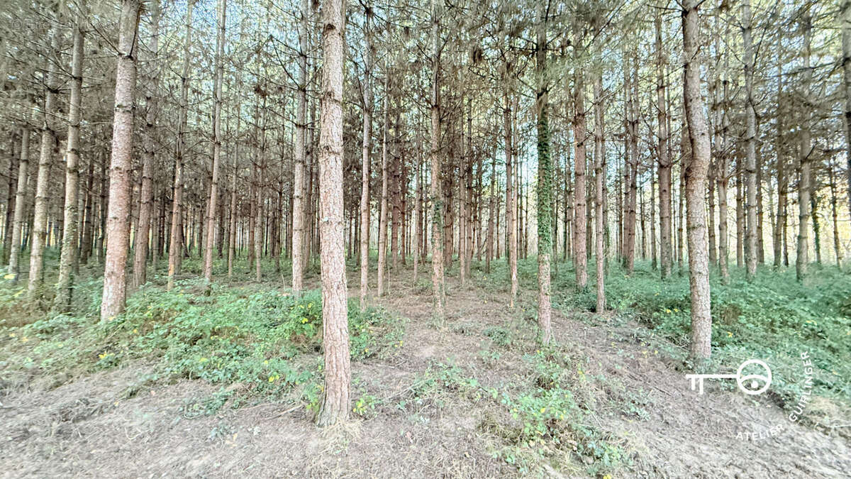 Terrain à NEUNG-SUR-BEUVRON