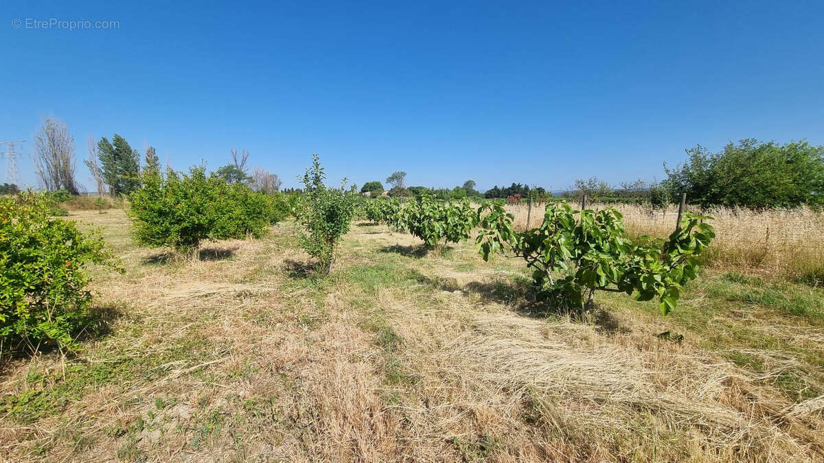 A vendre - verger à canet d'aude - photo 2