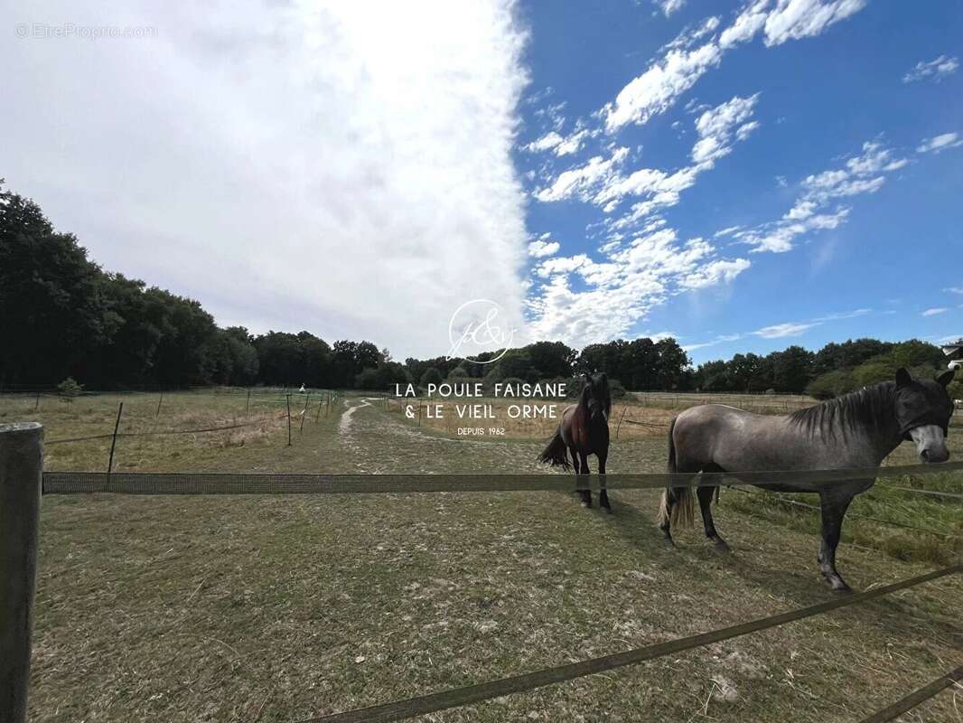 Vente ideale cavaliers - foret domaniale de rambouillet - photo 4