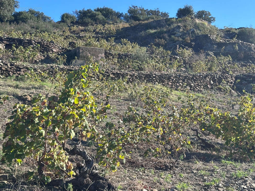 Terrain à COLLIOURE