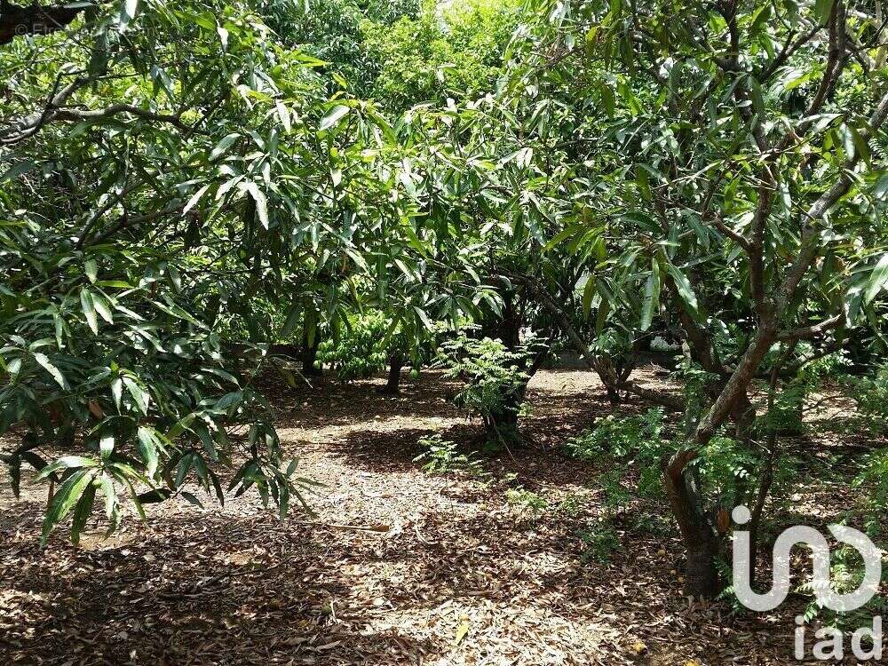 Photo 3 - Terrain à LE TAMPON