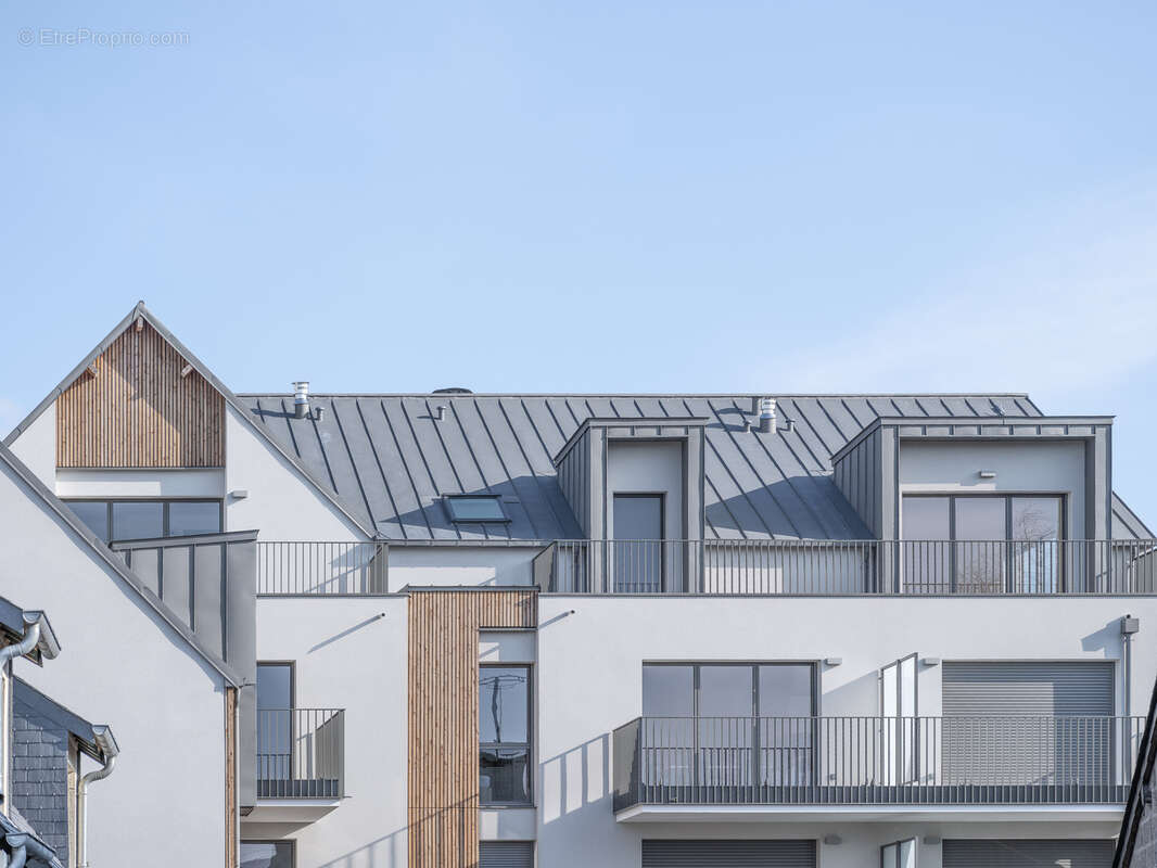 Agapanthe à St Malo