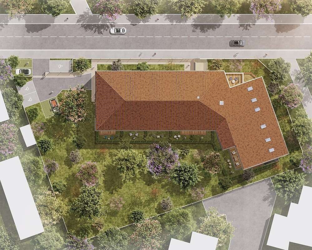 Le sycomore à Toulouse