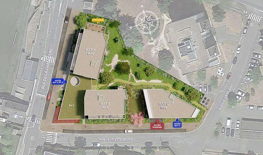 Les cèdres à Angers