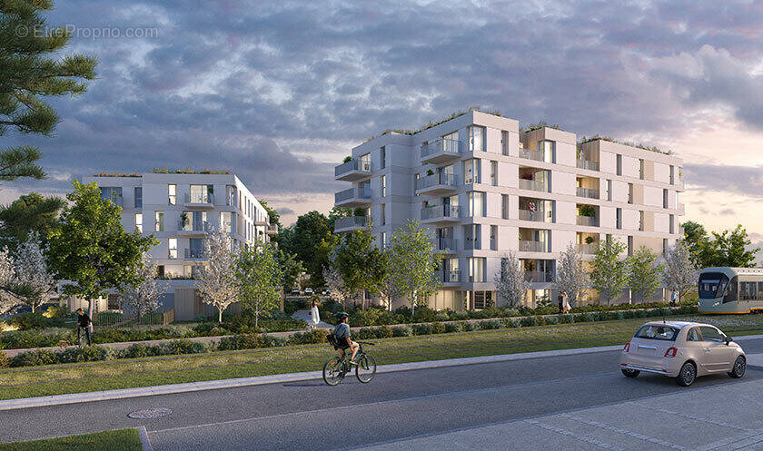 L'akébia à St Jean De Braye