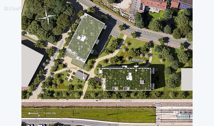 L'akébia à St Jean De Braye